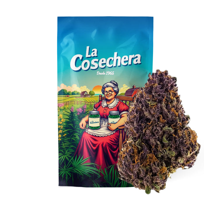 Cañamo Cbd La Cosechera Purple Haze