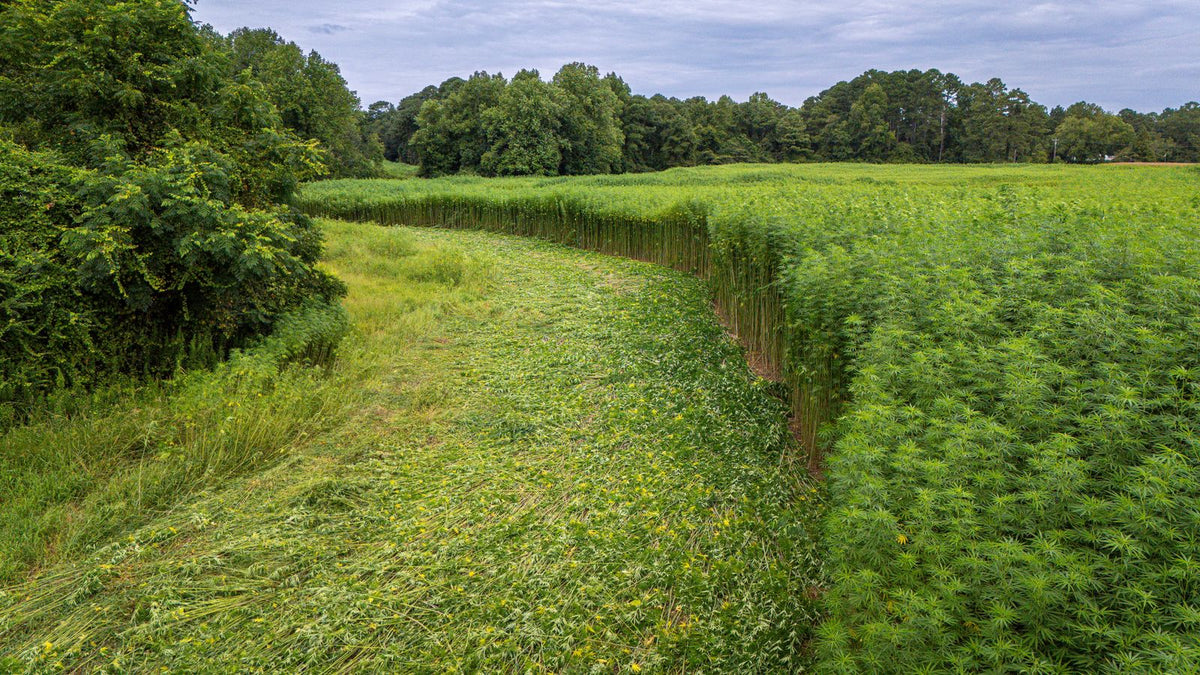 Cultivo de cáñamo en un campo verde